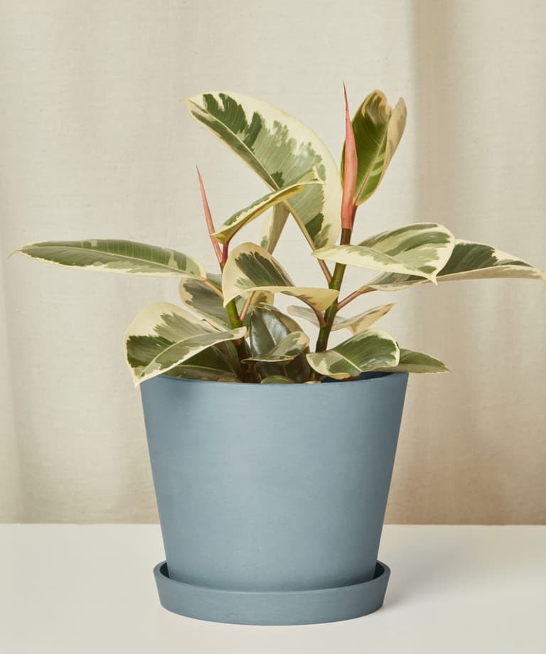 Ficus Tineke - Image 0