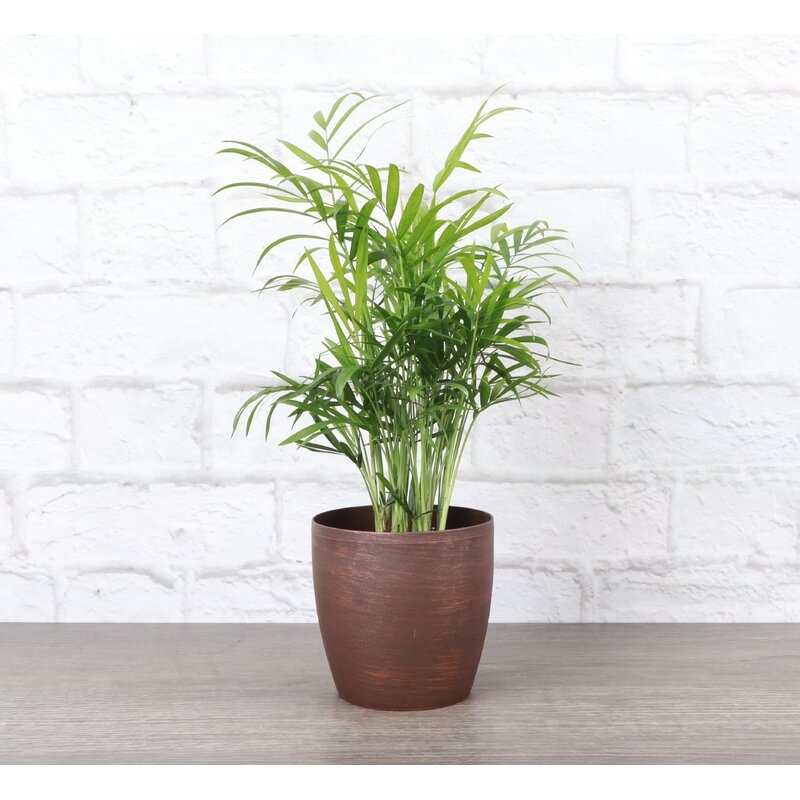 Thorsen's Greenhouse Live Neanthe Bella Palm Plant in Classic Pot - Image 1