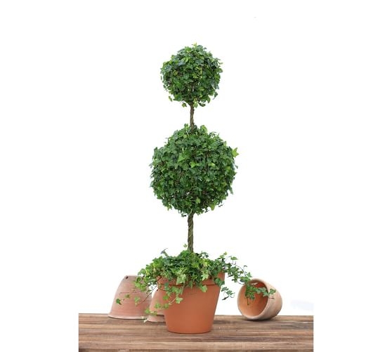 Live Ivy Classic Topiary -  Double Ball Ivy - Image 0