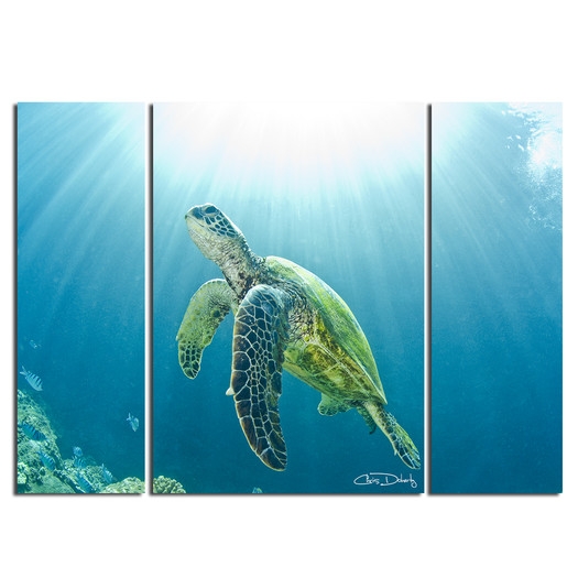 'Sea Turtle'  3 Piece Photographic Print on Wrapped Canvas Set (unframed) - Image 0