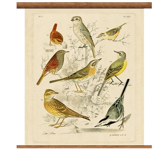 Vintage Inspired Ornithology Collection Educational Chart - 33"x36" - Image 0