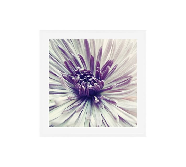 Purple Star Framed Print by Lupen Grainne - 25" x 25" - Image 0