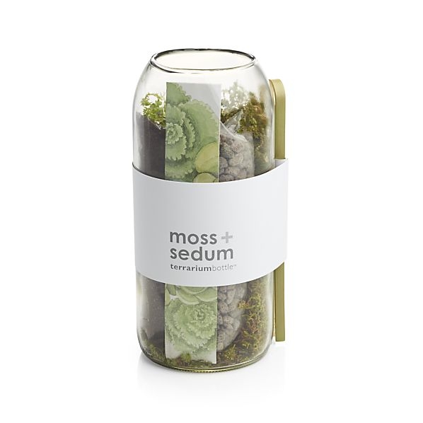Moss and Sedum Terrarium - Image 0
