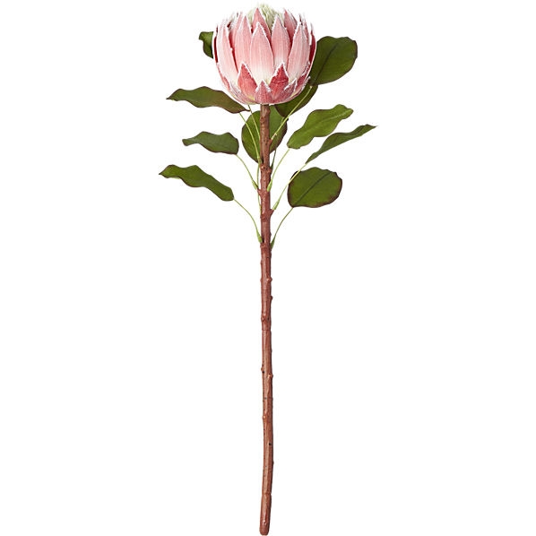 protea stem - Image 0