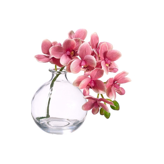 Phalaenopsis Orchid in Glass Vase - Image 0