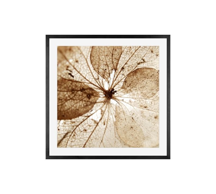 Dried Hydrangea Flower Framed Print by Lupen Grainne - Image 0