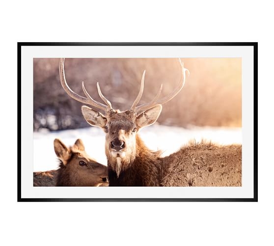Sun Elk Framed Print - 28" x 42" - Black frame - Image 0
