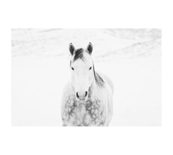 Winter White Horse by Jennifer Meyers with White Wood Gallery Frame - Image 0