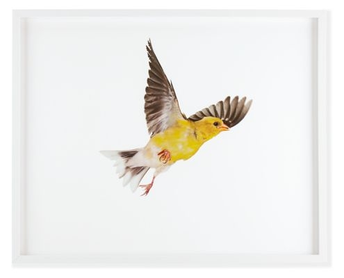 Paul Nelson, American Goldfinch, 2010 - 30" x 24" - Framed - Image 0