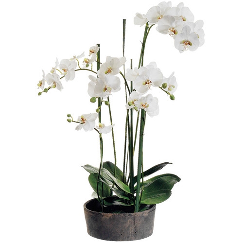 Faux Phalaenopsis Orchids with Clay Pot by House of Hampton - Image 0