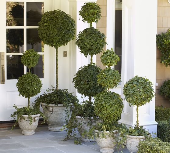 LIVE IVY TRIPLE BALL TOPIARY - Image 0