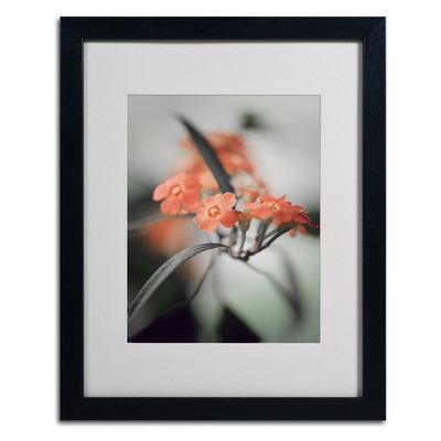 'Soft Grey 3' by Philippe Sainte-Laudy Framed Photographic Print- 20 x 16- Framed - Image 0