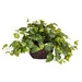 Pothos Desk Top Plant in Planter - Image 0
