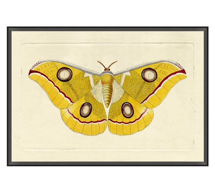 Naturalist Moths, Print 1, Blue - Image 0