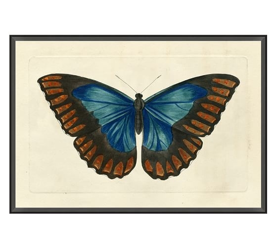 Naturalist Moths, Print 1, Blue - Image 0