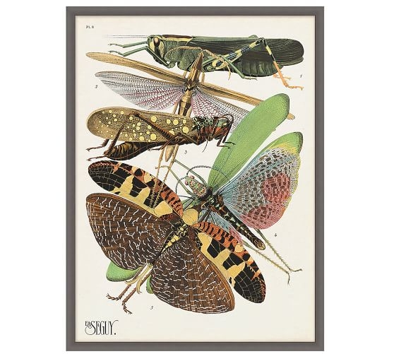 Seguy Grasshoppers Print - 23.75" x 31.75" - Framed - Image 0