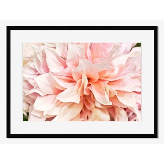 Blooming Dahlia by Lauren Volo - Large, Mat - Framed - Image 0