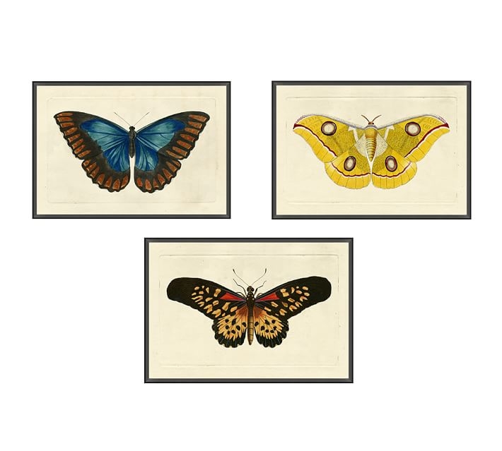 Naturalist Moths SET OF 3 - Image 0