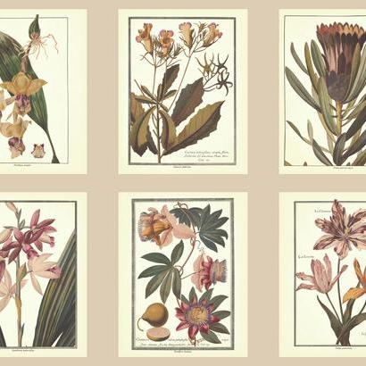 Botany  Wallpaper - Image 0