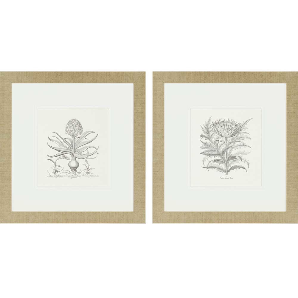 Flower Impressions Hyacinthus/Cinera 2 Piece Framed Painting Print Set- 27" H x 26" W x 1" D - Image 0