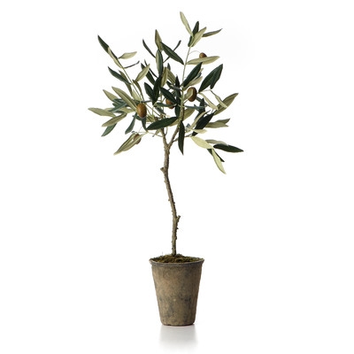 French Market Olive Tree in Pot - Image 0