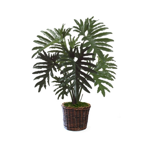 Philodendron Floor Plant in Basket - Image 0