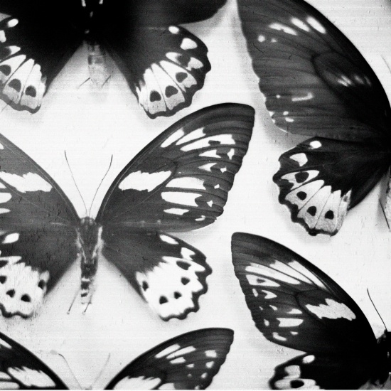 Black and White Butterflies Canvas Print - 18" x 18" - Unframed - Image 0