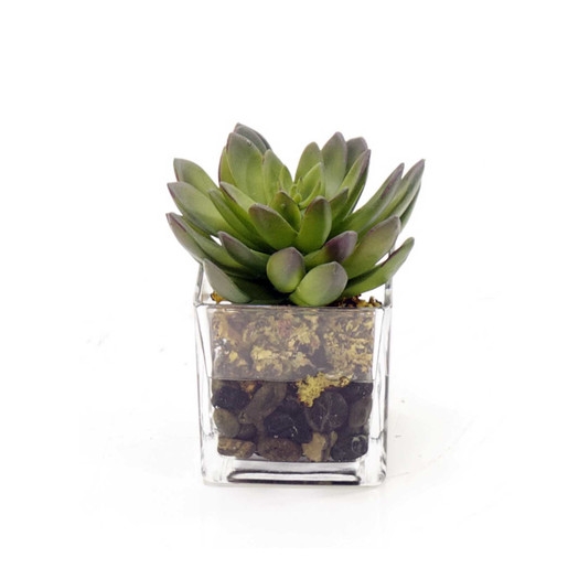 Decorative Glass Succulents with Pebbles - Image 0