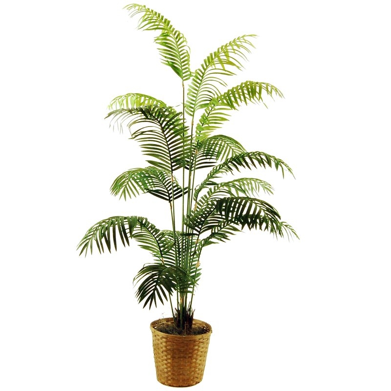Areca Palm Floor Plant in Basket - Image 0