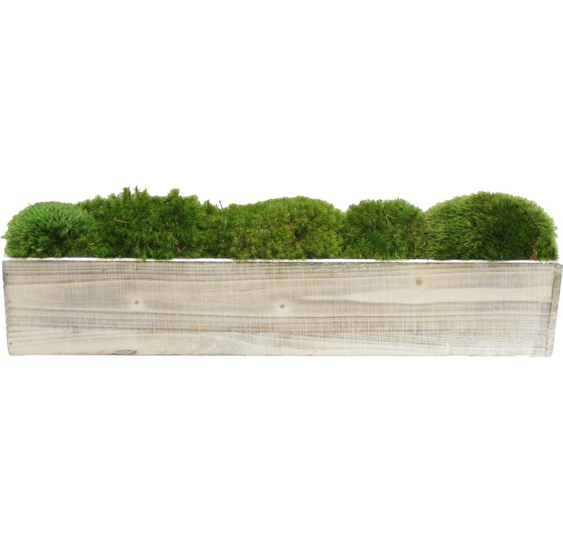 MOSS IN PLANTER - Image 0