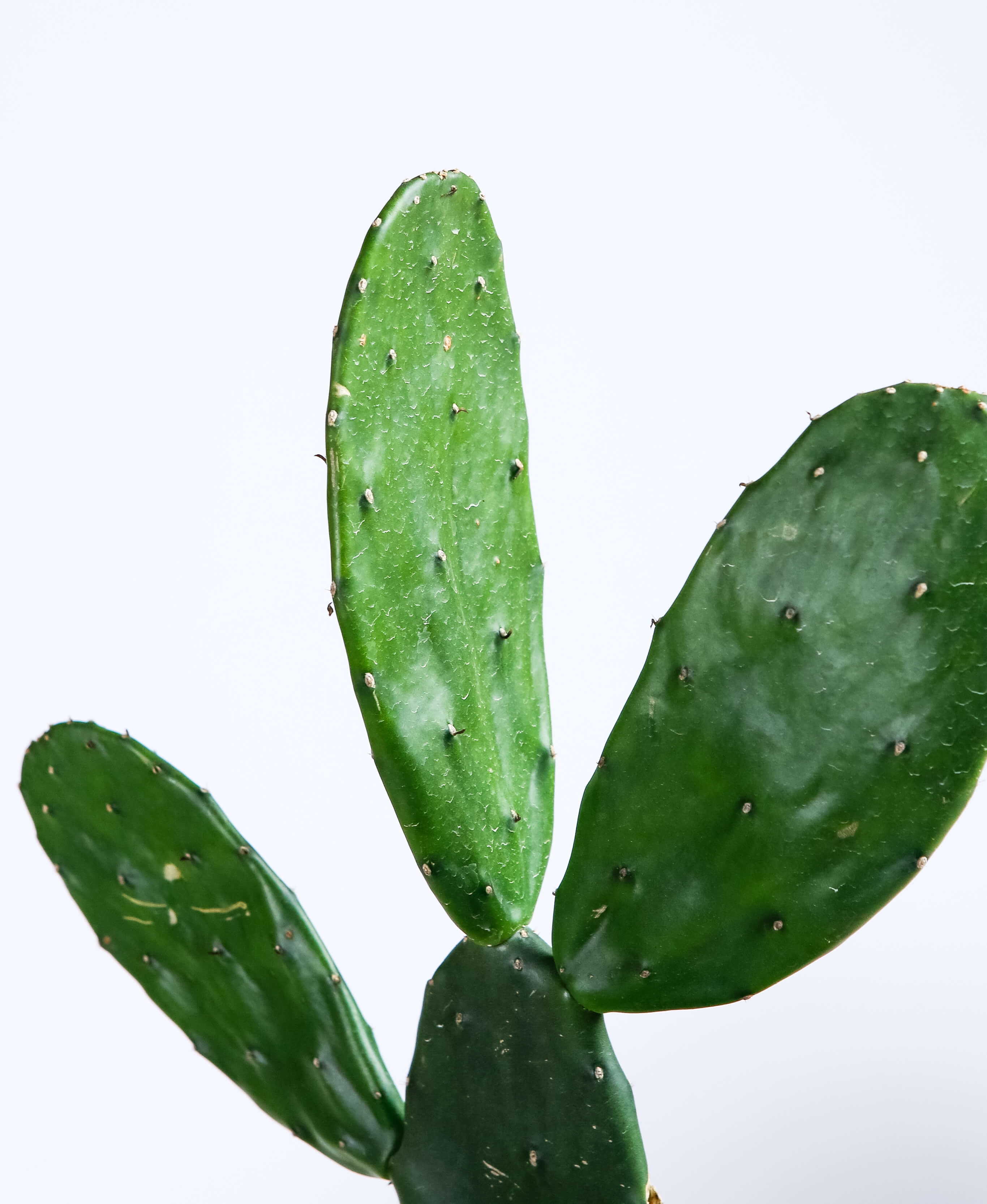 Prickly Pear Cactus- slate - Image 1