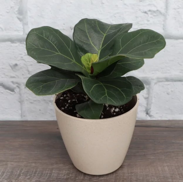 Thorsen's Greenhouse Live Fiddle Leaf Fig Plant in Biodegradable Pot - Image 1