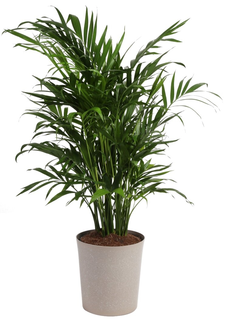 Costa Farms Cat Palm Tree in Planter - Image 0