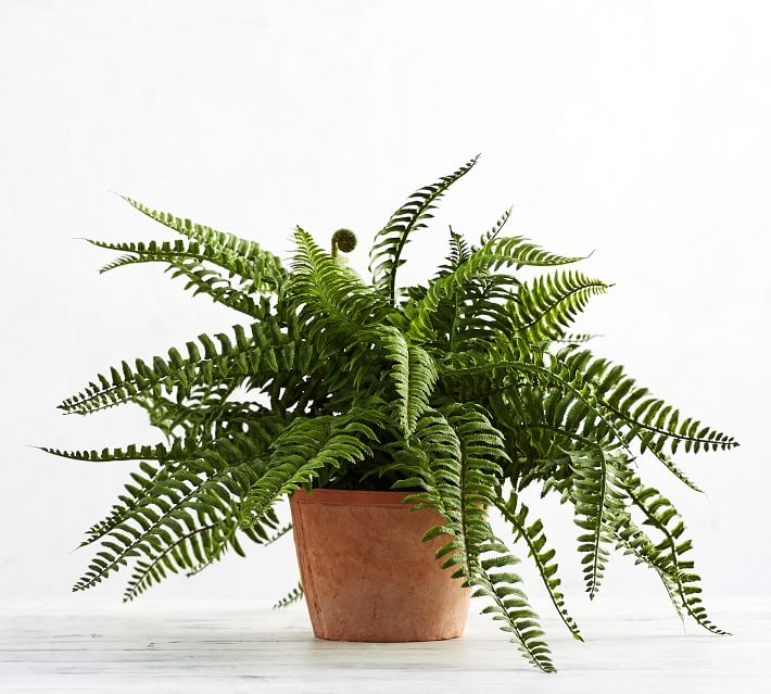 Faux Potted Fiddle Head Fern Houseplant - Image 0