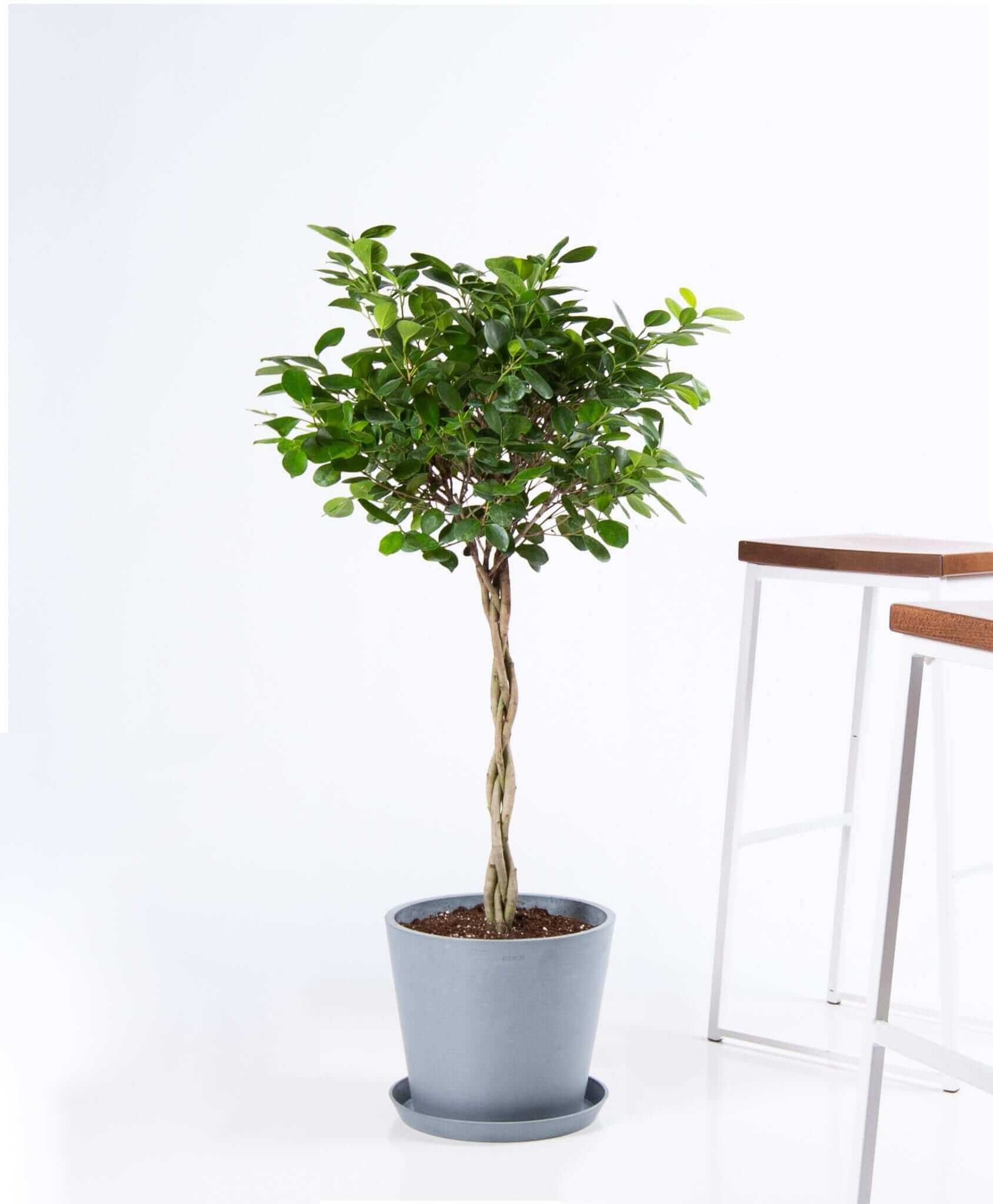 Ficus danielle - Slate - Image 0