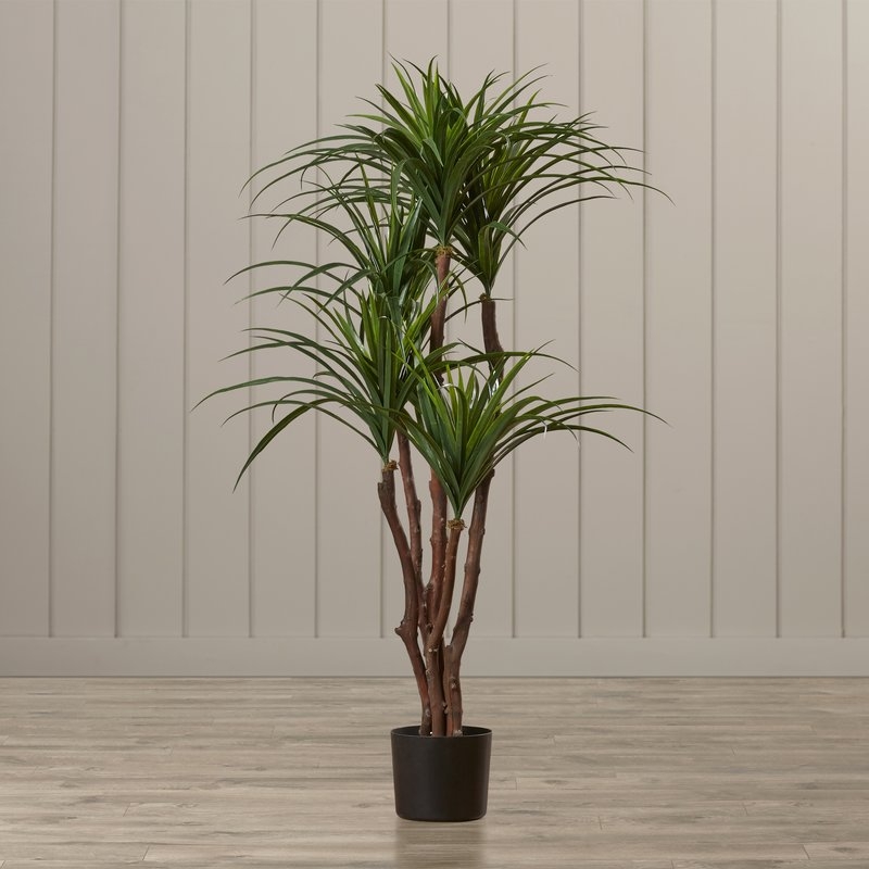 Tropical Yucca Tree in Pot - Image 0
