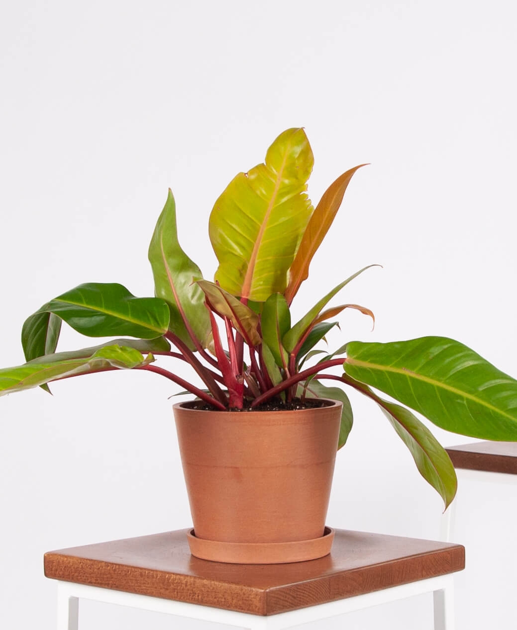 philodendron prince of orange - clay - Image 0