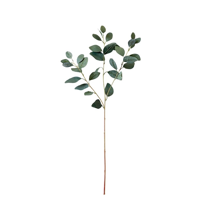 Eucalyptus Stem - Image 0