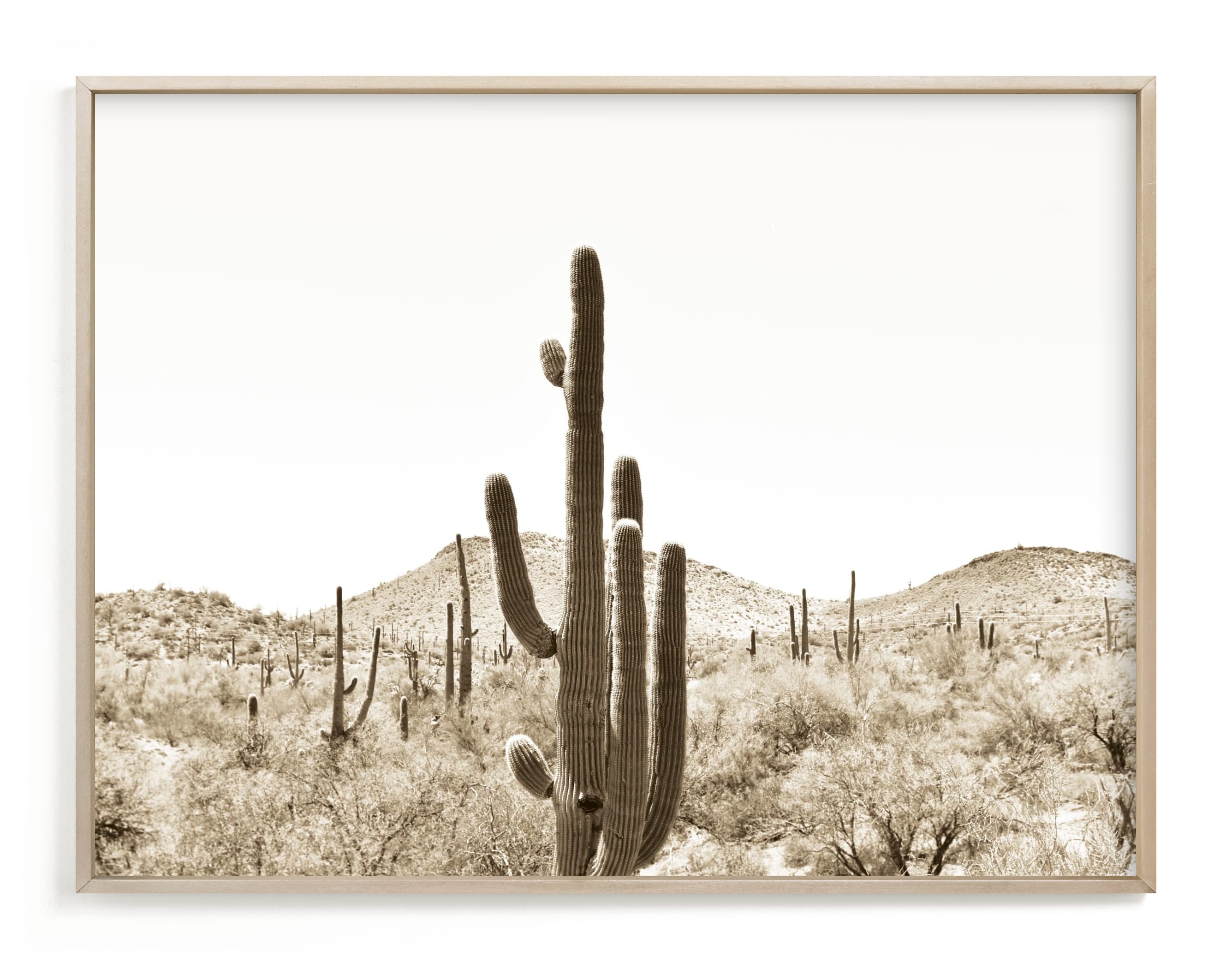 Cacti V Limited Edition Fine Art Print - Image 0
