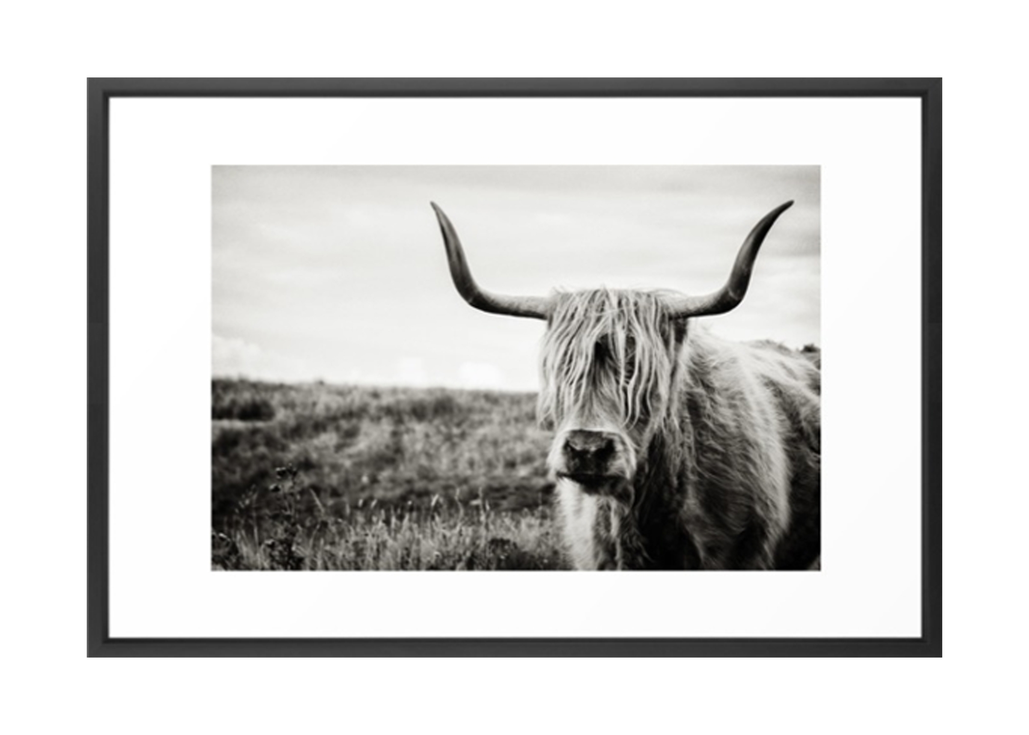 Highland Cow Framed Art Print - 26" x 38" - Image 0