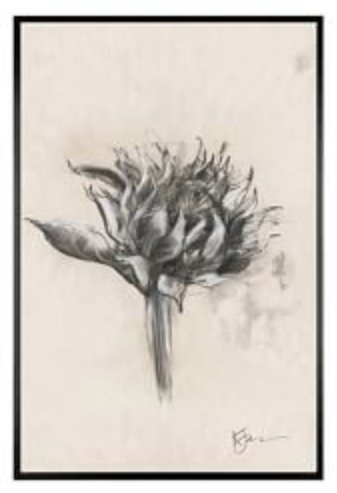 Charcoal Sunflower Sketch Framed Prints 11 x 13 Framed Matte Black - Image 0