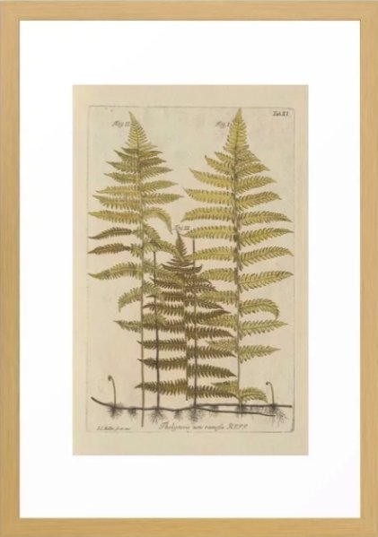 Vintage Fern Botanical Art Print - Image 2