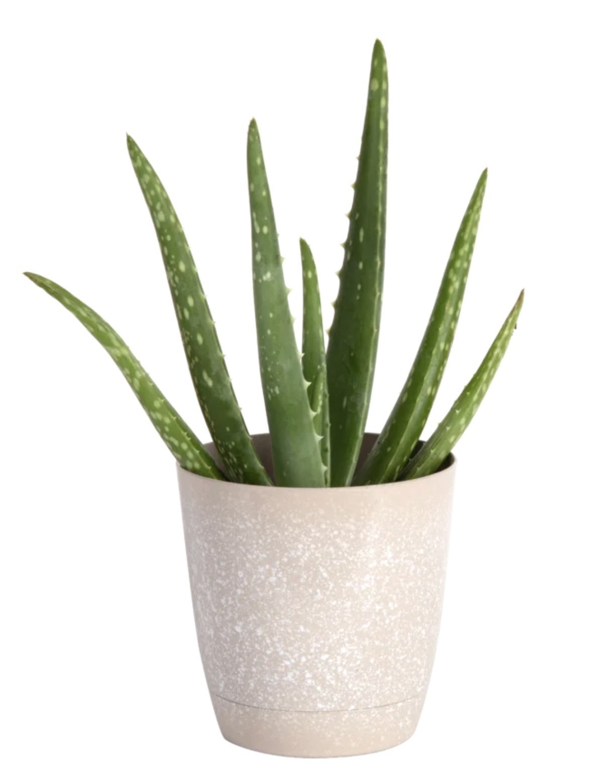Aloe Succulent in Planter - Image 0