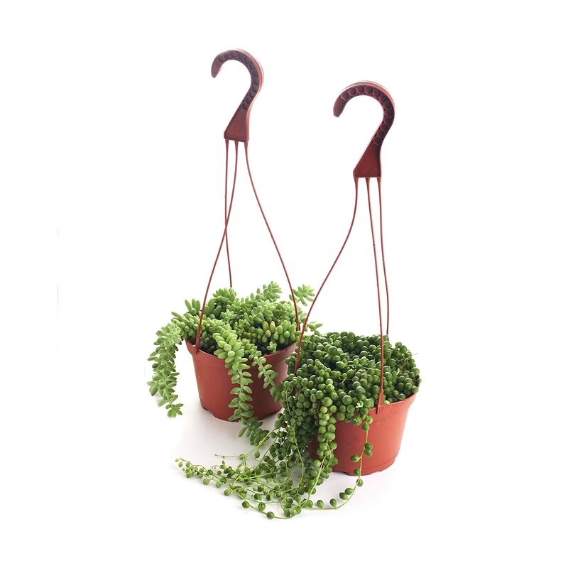 2 Live Foliage Plant in Pot Set - Image 0