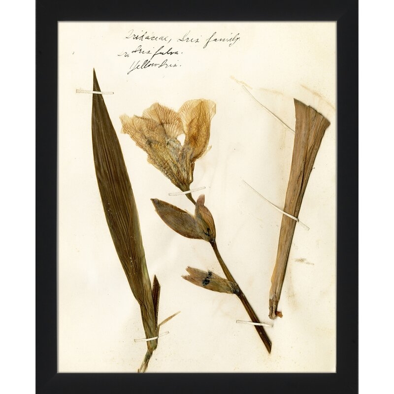 Wendover Art Group Pressed Botanical 23 - Picture Frame Print on Paper - Image 0