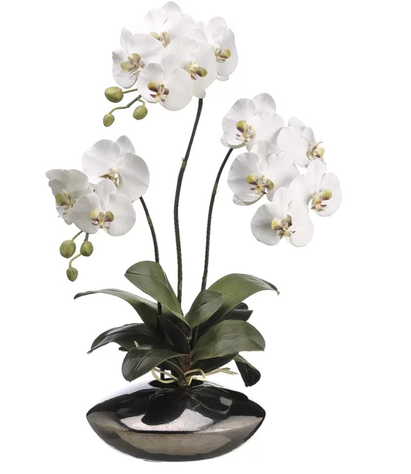 Phalaenopsis Orchid Plant in Ceramic Pot - Image 0