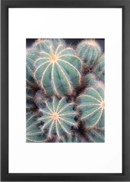 Cacti Framed, Vector Black Frame, 15"x21" - Image 0