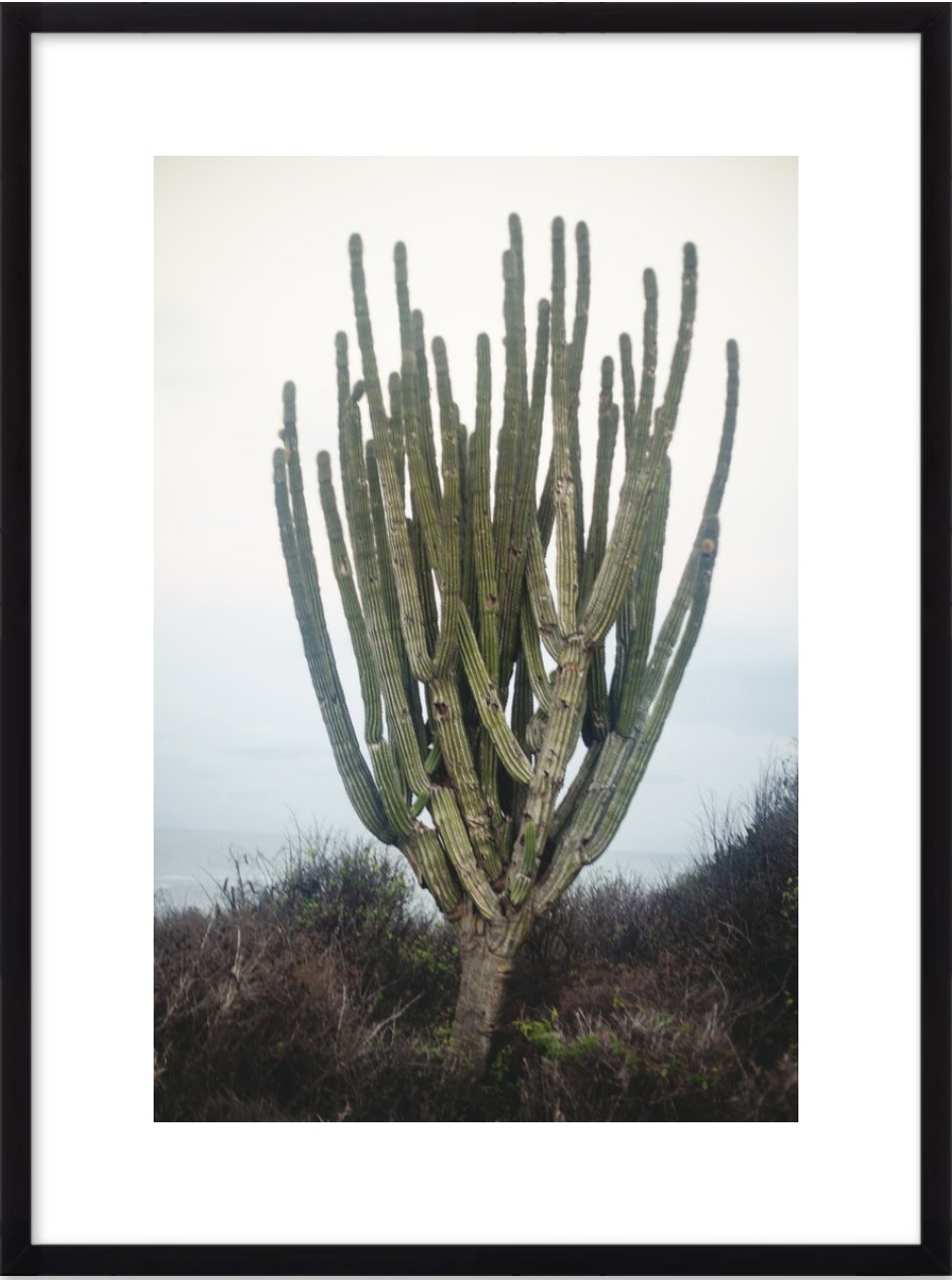 Cactus - Image 0
