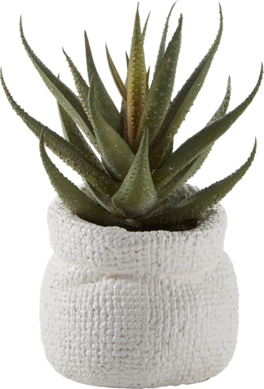 potted 6" aloe plant - Image 2