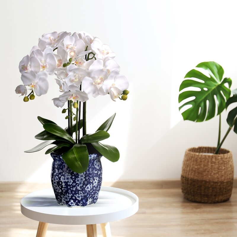 Phaleanopsis Orchids Floral Arrangement in Pot - Image 0